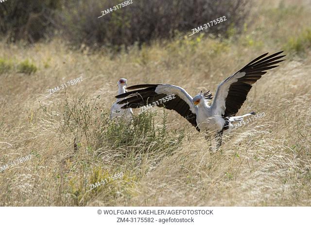 Secretary birds (Sagittarius serpentarius) are looking for food in the dry savannah grassland of Samburu National Reserve in Kenya