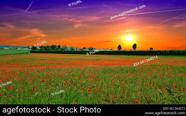 Campo con hierba verde y amapolas rojas contra el cielo del atardecer