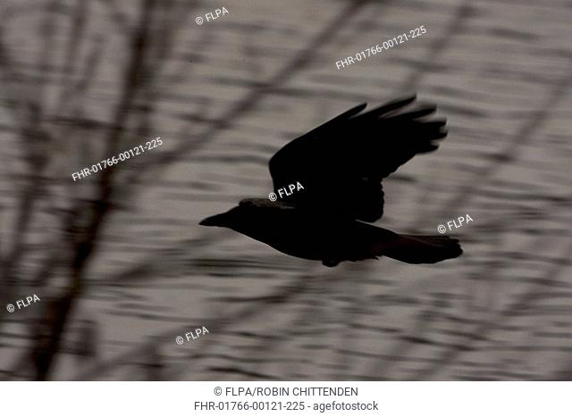 Carrion Crow Corvus corone adult, in flight, silhouetted at dusk, Norfolk, England, december