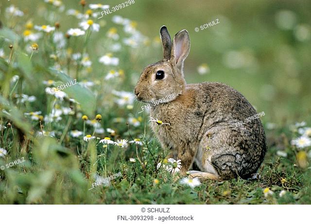 European Rabbit Oryctolagus cuniculus sitting in a flower meadow, Schleswig-Holstein, Germany, side view