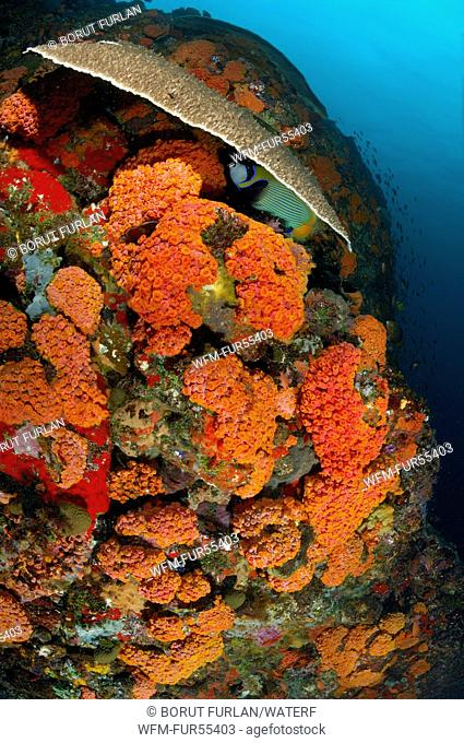 Coral Reef of Cave Corals, Tubastrea coccinea, Komodo, Indonesia