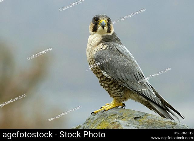 Peregrine falcon (Falco peregrinus), falcon, sideways