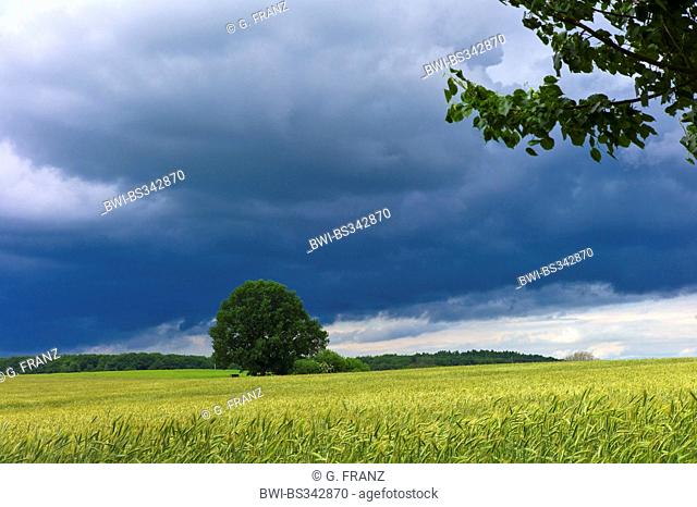 approaching thunderstorm over a grain field, Germany, Mecklenburg-Western Pomerania