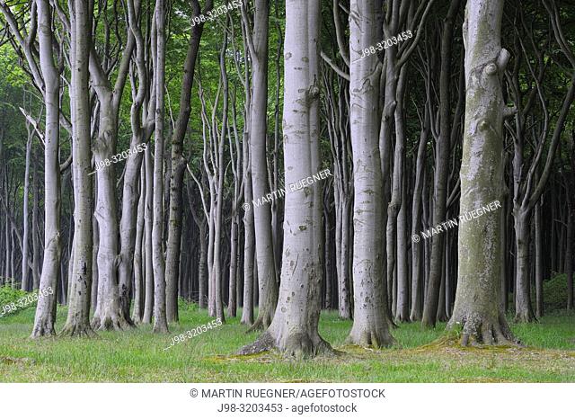 Beech tree (Fagus sylvatica) forest. Mecklenburg Vorpommern, Mecklenburg-Western Pomerania, Germany