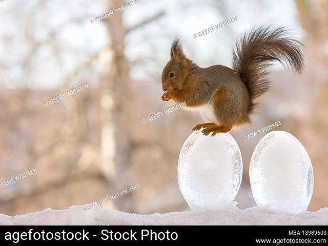squirrel is standing on an egg of ice