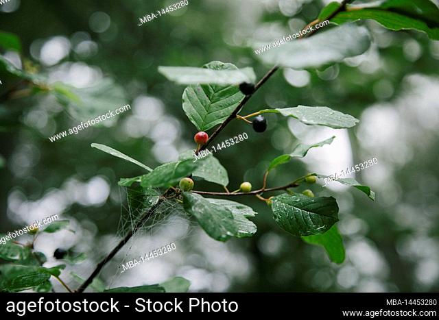 Germany, North Rhine-Westphalia, Teutoburg forest, branch, leaves, berries