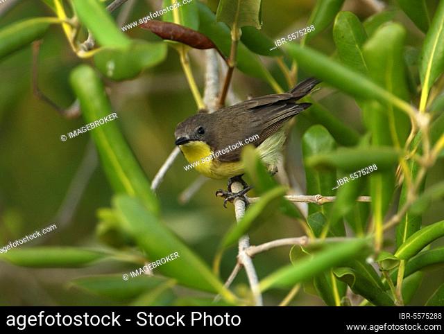 Golden-bellied Gerygone (Gerygone sulphurea) adult, perched in mangrove, Thailand, Asia