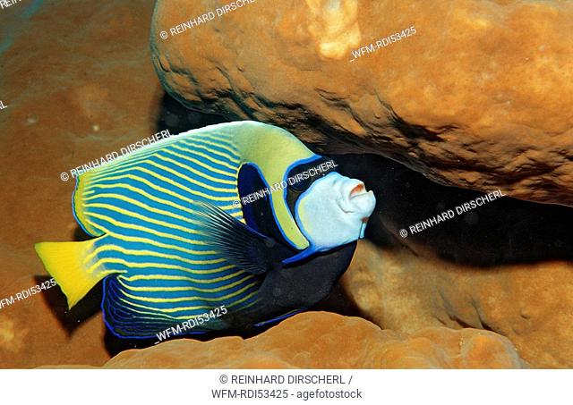 Emperor angelfish, Pomacanthus imperator, Raja Ampat Irian Jaya West Papua Indian Ocean, Indonesia
