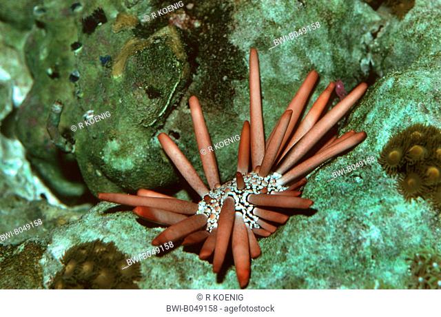 slate pencil urchin Heterocentrotus mammillatus