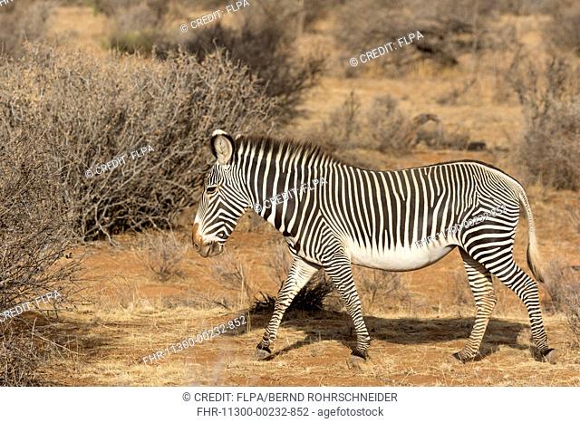 Grevy's Zebra (Equus grevyi) adult, walking in semi-desert dry savannah, Samburu National Reserve, Kenya, August
