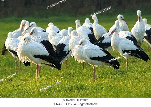 White Stork Ciconia ciconia - De Wieden, Overijssel, The Netherlands, Holland, Europe