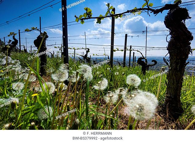 grape-vine, vine (Vitis vinifera), vine yard in spring with dandelion seed heads, Germany, Saxony, Radebeul