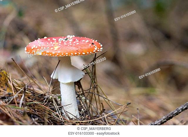 Toxic Amanita muscaria mushroom