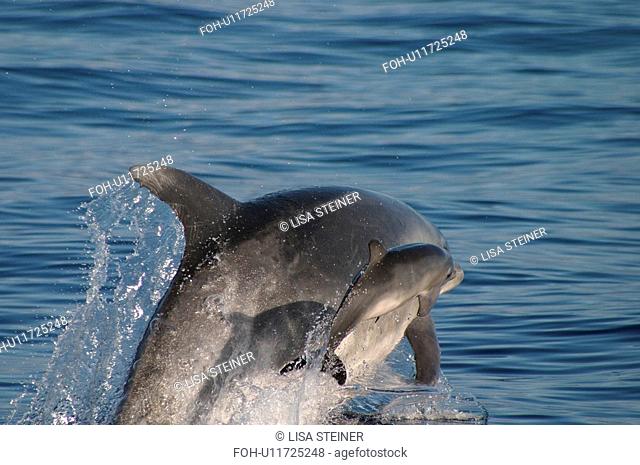 Bottlenose dolphin leaping at surface with tiny baby Tursiops truncatus Azores, Portugal