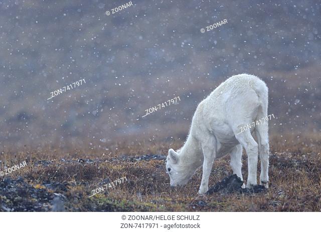 Dall Sheep lamb grazes in the tundra in snow fall