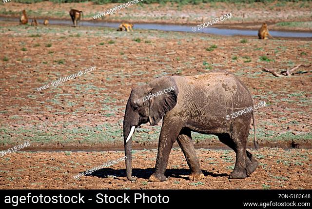 Elefant im South Luangwa Nationalpark, Sambia; Loxodonta africana; Elephant at South Luangwa National Park, Zambia
