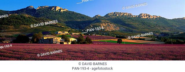 Lavender Fields and Farms, High Provence, La Drome, France