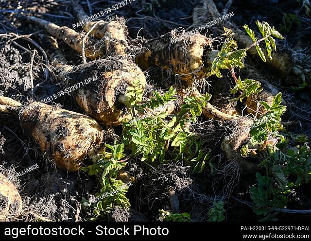 08 March 2022, Brandenburg, Potsdam: Parsnips are currently being harvested in the fields of the organic vegetable farm Florahof in Bornim