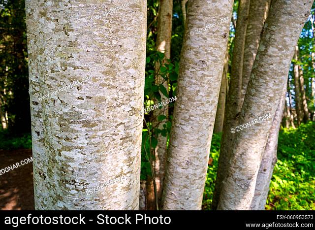 Trunks and scaly looking bark of Red Alder tree, Alnus rubra, Qualicum Beach, Vancouver Island, BC, Canada
