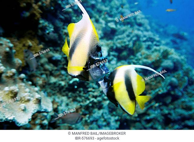 Longfin Bannerfish, Heniochus acuminatus, Red Sea, Egypt