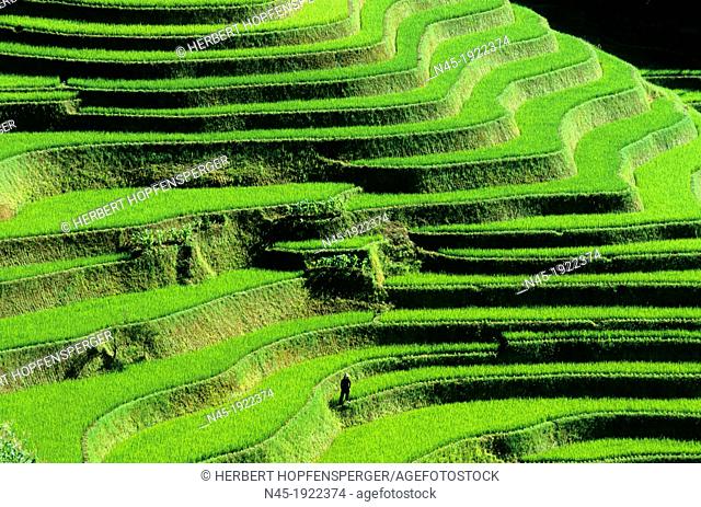 Yuanyang; Rice Terrace; Rice Paddies; Terraced Rice Fields; China