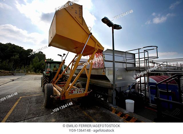 Unloading grape on a press in Raimat  LLeida  Spain