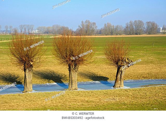 willow, osier (Salix spec.), pollarded willows in winter, Germany, North Rhine-Westphalia, Lower Rhine, Schenkenschanz