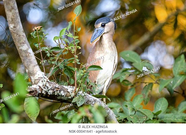 Boat-billed Heron (Cochlearius cochlearius) perched on branch, Brazil, Mato Grosso, Pantanal