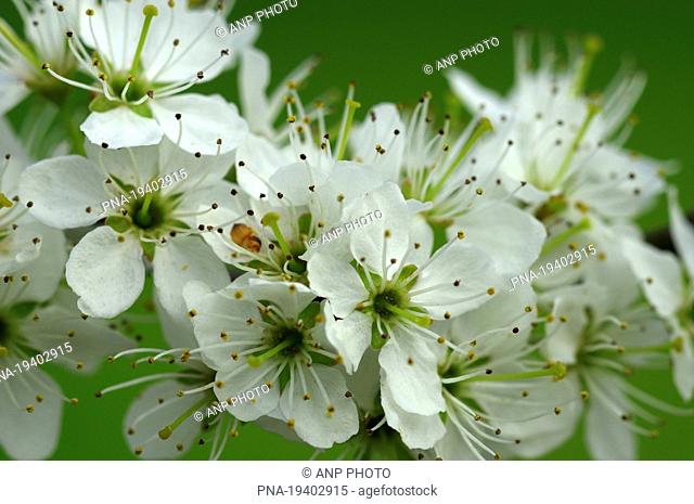 Sloe, Blackthorn Prunus spinosa - Neerpelt, Campine, Limburg, Flanders, Belgium, Europe