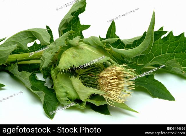 Cabbage thistle (Cirsium), cabbage thistle oleraceum. In Eastern Europe and Siberia, it is used as a vegetable plant and cultivated for this purpose in Japan