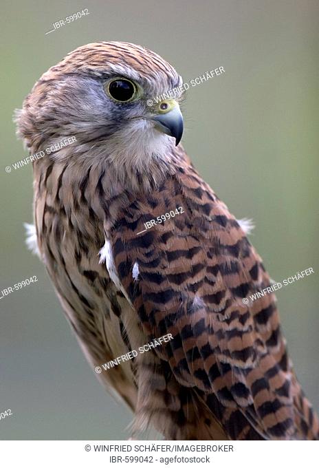 Common Kestrel (Falco tinnunculus) portrait, Daun Zoo, Vulkaneifel, Germany, Europe