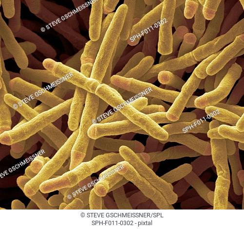 Mycobacterium smegmatis bacteria. Coloured scanning electron micrograph (SEM) of Mycobacterium smegmatis bacteria. These bacteria feed on dead or decaying...