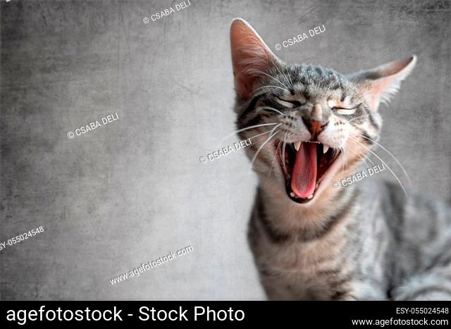 Cat yawning with mouth wide open and eyes closed