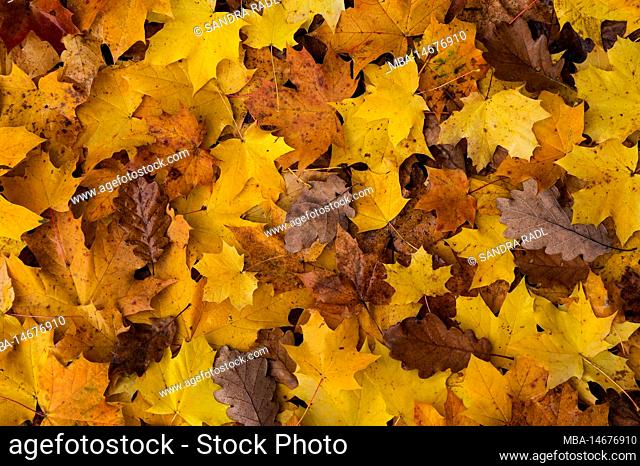 colorful leaves of Norway maple (Acer platanoides) and oak (Quercus), autumn, Palatinate Forest Nature Park, Palatinate Forest-North Vosges Biosphere Reserve