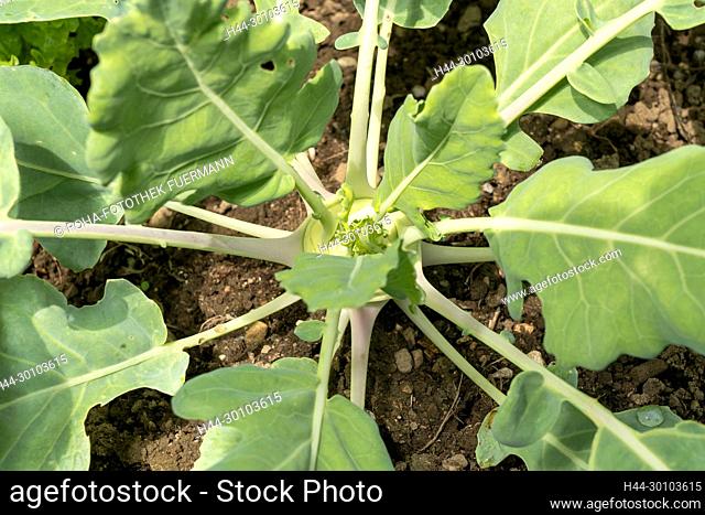 Kohlrabi - Brassica oleracea var. gongylodes L., im Gemüsegarten - Kohlgarten