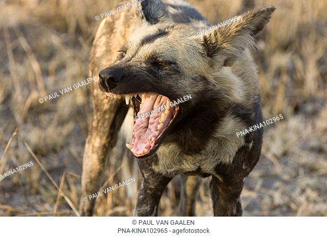 African wild dog Lycaon pictus - Sabi Sabi private game reserve, Skukuza, Mpumalanga, South Africa, Africa