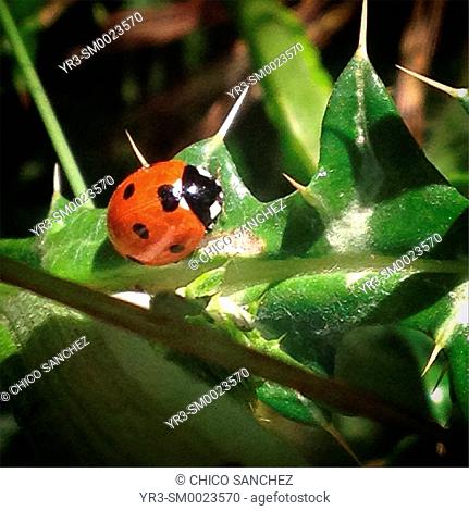 A ladybug perches on a thorny plant in Prado del Rey, Sierra de Cadiz, Andalusia, Spain