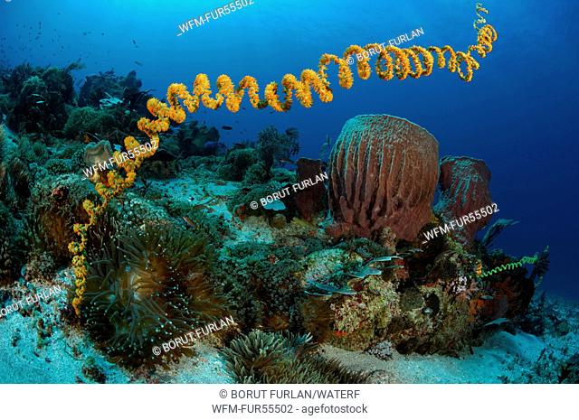 Spiral Wire Coral, Cirrhipathes spiralis, Alor, Indonesia
