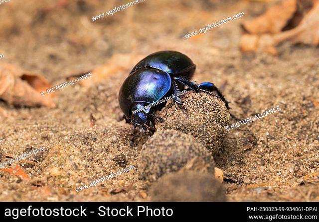 25 July 2023, Brandenburg, Doeberitzer Heide: 25.07.2023, Doeberitzer Heide. A dung beetle (Geotrupidae) rolls a ball of droppings over the ground in Doeberitz...