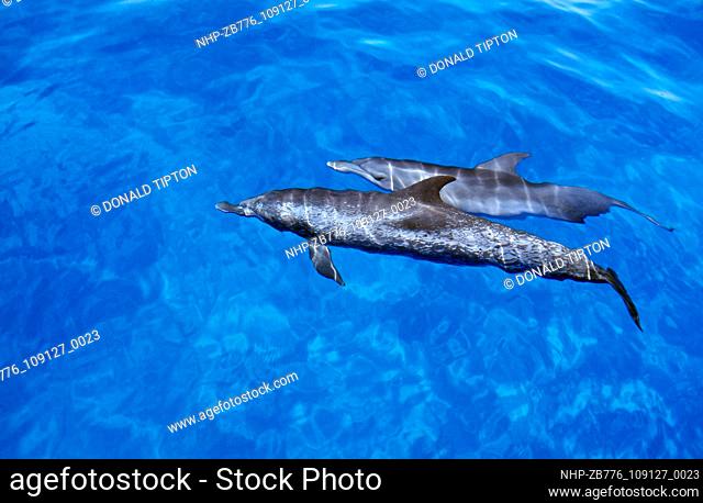 Pair of dolphins on the surface  Date: 14/10/2003  Ref: ZB776-109127-0023  COMPULSORY CREDIT: Oceans Image/Photoshot