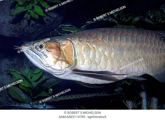 Asian Bonytongue, Medium Shot Facing Left (Scleropages Formosa) Fish, Asia