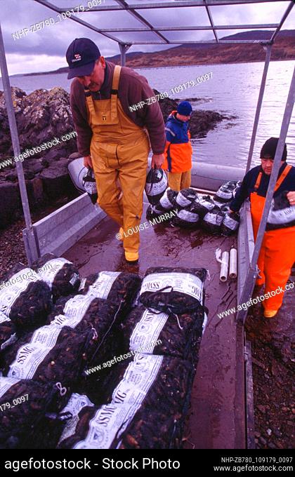 Mussel farmer and crofter Peter MacAskill pioneered mussel farming on ropes in Skye, Scotland in 1987. Trading as Loch Eishort Mussel Culture