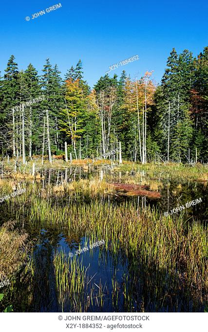 Marsh scenic, Acadia National Park, Maine, USA