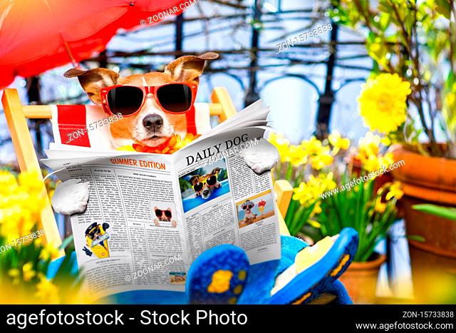 jack russell dog relaxing on a fancy red hammock with sunglasses in summer or spring vacation holidays under umbrella reading newspaper magazine