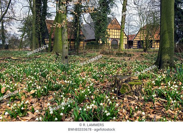 spring snowflake (Leucojum vernum), many flowering spring snowflakes in front of timber-framed houses, Germany, North Rhine-Westphalia, Langenberg