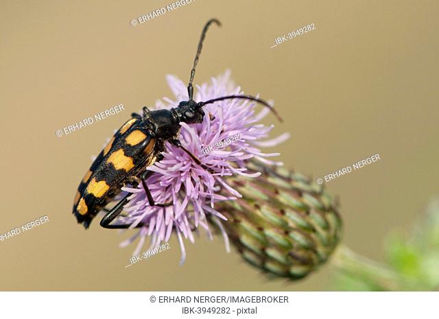 Capricorn beetle (Strangalia attenuata), Emsland, Lower Saxony, Germany