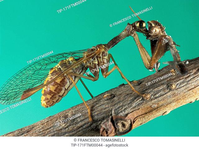 Mantis fly eating prey Mantispa styriaca