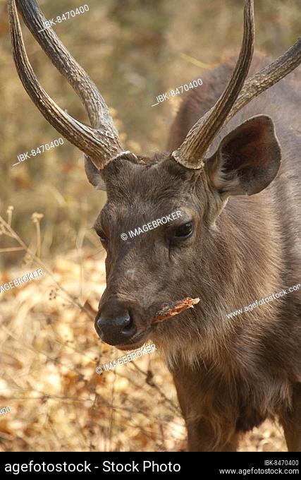Sambar deer (Rusa unicolor) adult male buck eating a piece of bark, Bandhavgarh, Madhya Pradesh, India, Asia