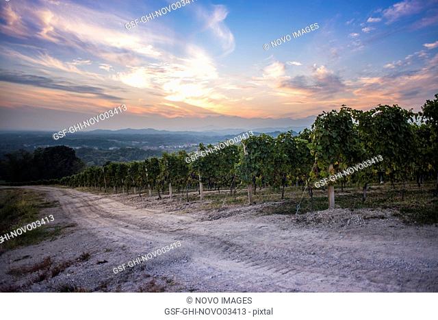Vineyard at Sunset, Gattinara, Piedmont, Italy