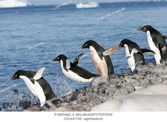 Adelie penguins (Pygoscelis adeliae) hauled out in their breeding colonies in and around the Antarctic Peninsula. This is a truly ice dependant species of...